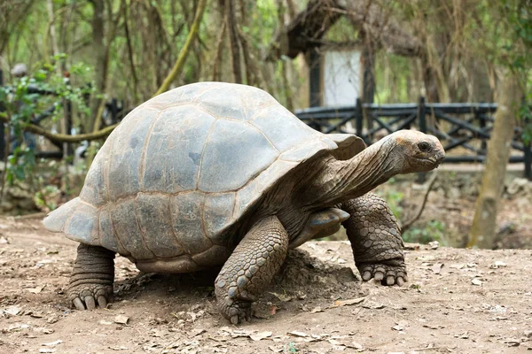Galapagos-schildpad in een natuurgebied — Stockfoto
