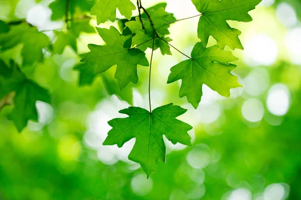 Verde foglie sfondo in giornata di sole — Foto Stock