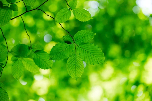 Folhas verdes fundo no dia ensolarado — Fotografia de Stock