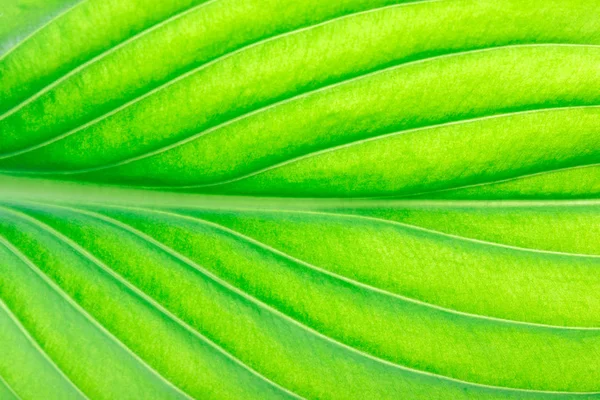 Textura de uma folha verde como fundo. textura foliar — Fotografia de Stock