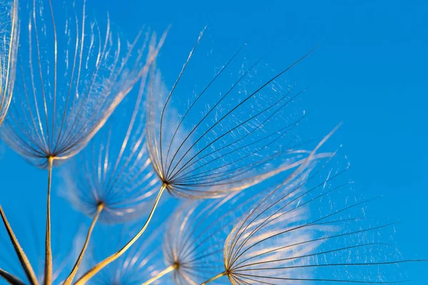 Semillas de diente de león cerca soplando en fondo azul — Foto de Stock