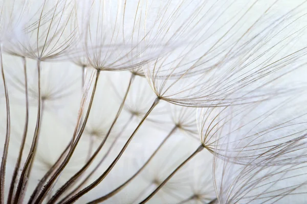 Foto macro de sementes de dente de leão com gotas de água — Fotografia de Stock