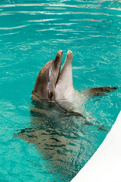 Běžný delfíní portrét při pohledu na vás — Stock fotografie