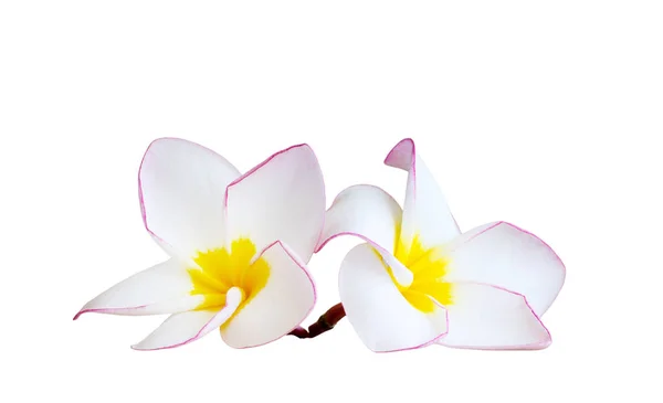 Flor Frangipani isolada sobre fundo branco — Fotografia de Stock