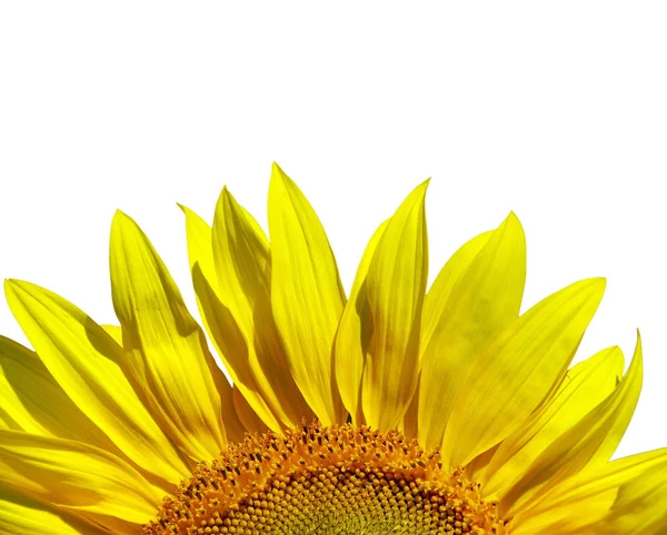 Sunflower isolated over white background — Stock Photo, Image