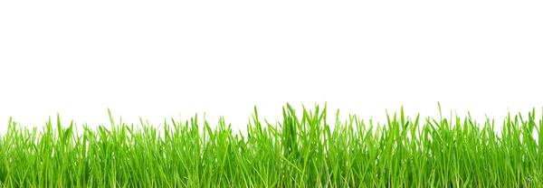 Grönt gräs isolerad på vit bakgrund — Stockfoto