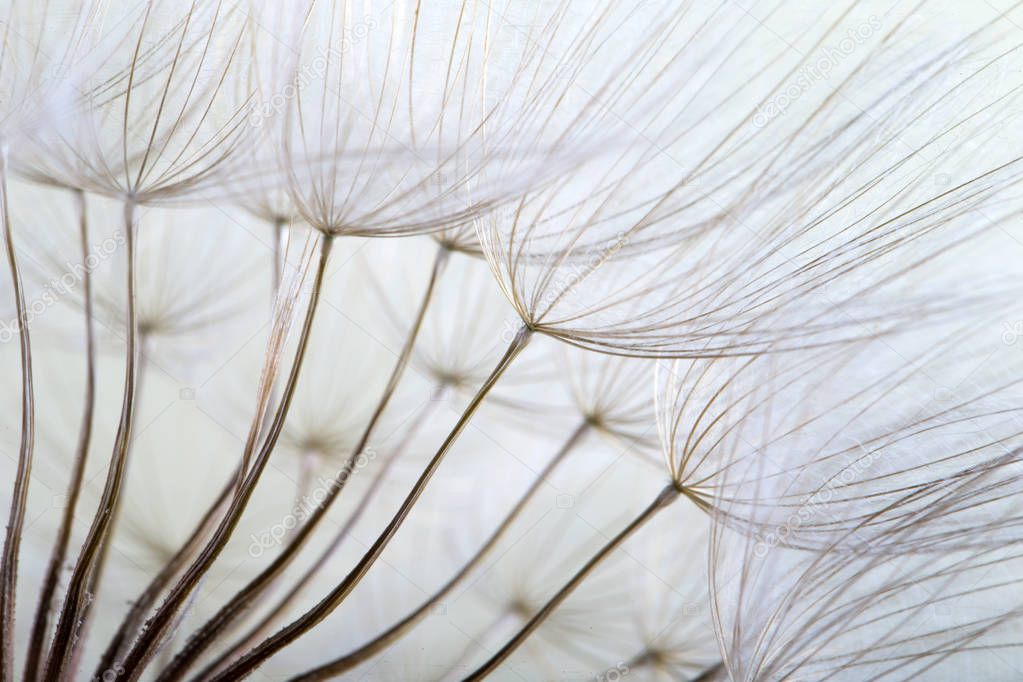  macro photo of dandelion seeds with water drops