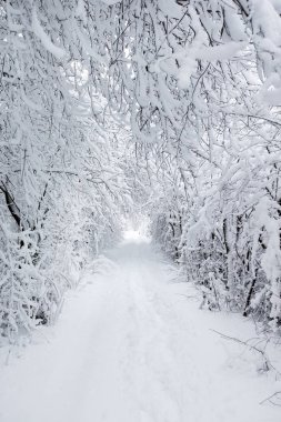 güzel kış orman ve yol