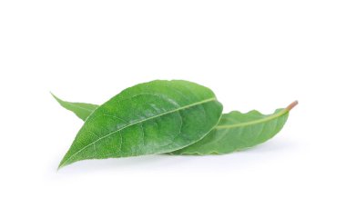 Körfez yaprakları beyaz arkaplanda izole