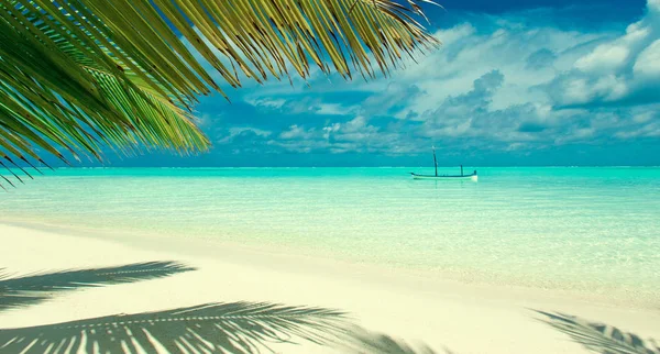 Τροπική παραλία στις Μαλδίβες με λίγους φοίνικες και γαλάζια λιμνοθάλασσα — Φωτογραφία Αρχείου