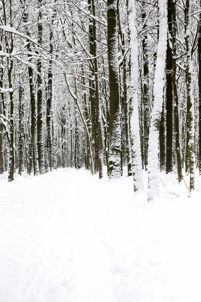 Прекрасний зимовий ліс і дорога — стокове фото