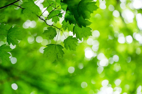 Gröna blad bakgrund i solig dag — Stockfoto