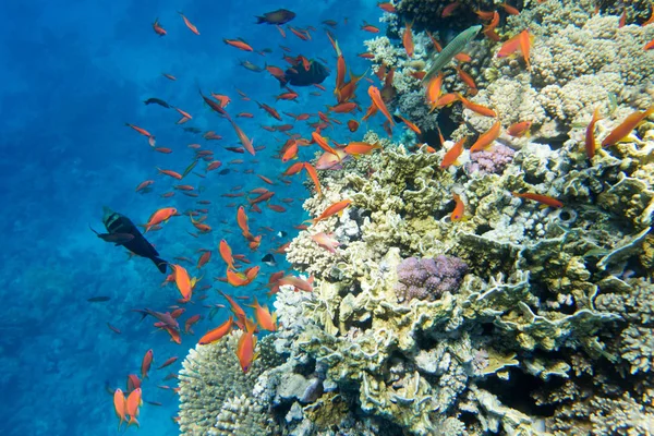 kopya alanı ile sualtı sahne