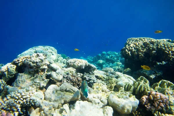 Escena submarina con espacio de copia — Foto de Stock