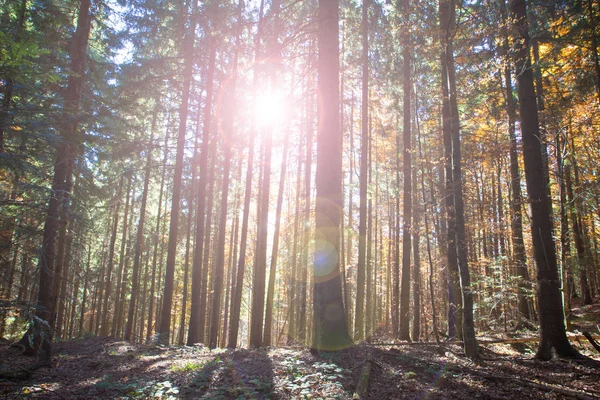 Осінній ліс у сонячний день. осінній лист — стокове фото