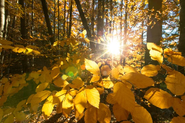 Podzimní les za slunečného dne. podzimní list — Stock fotografie