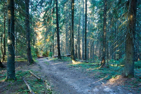 Güneşli bir günde sonbahar ormanı. sonbahar yaprağı