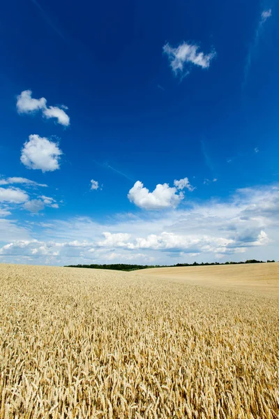 Golden wheat field and sunny day — Stock Photo, Image