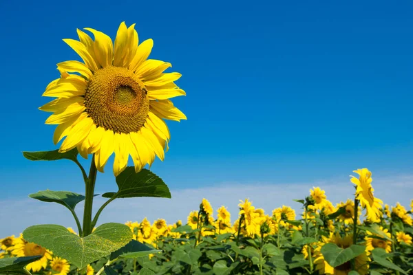 Sunflower field with cloudy blue sky — Stock Photo, Image