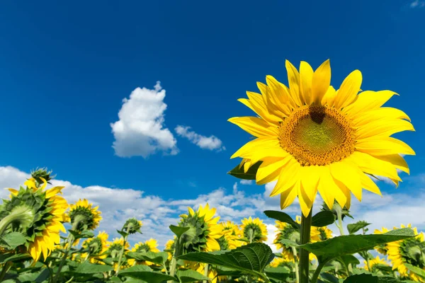 Zonnebloemenveld met bewolkte blauwe lucht — Stockfoto