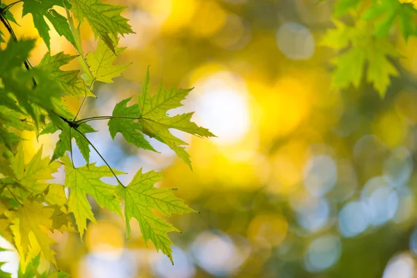 Herfst bos op zonnige dag. herfst blad — Stockfoto