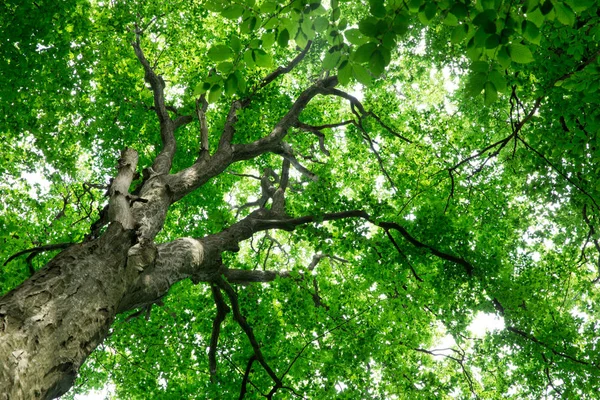 Lesní stromy. příroda zelené dřevo slunce pozadí — Stock fotografie