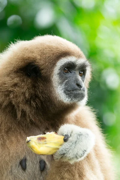 Gibbon close- up face in zoo — Stock Photo, Image