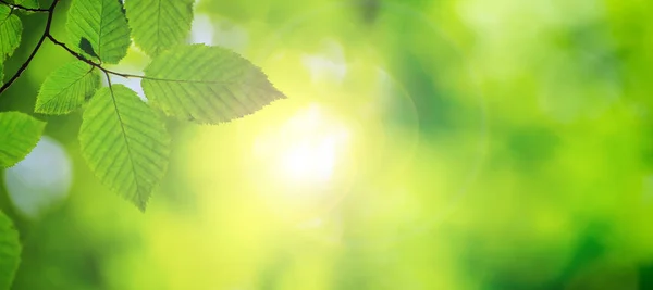 Groene bladeren achtergrond in zonnige dag — Stockfoto