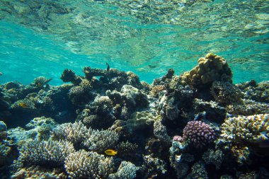 kopya alanı ile sualtı sahne