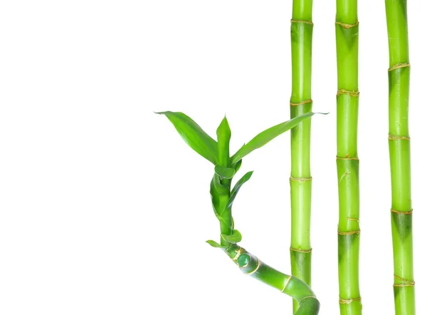 Green bamboo isolated on a white background — Stock Photo, Image