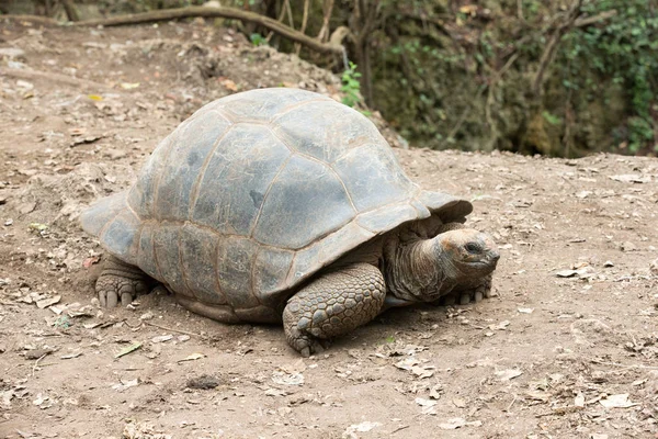 Galapagos żółw w rezerwacie przyrody — Zdjęcie stockowe