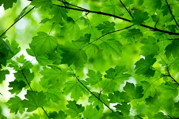 Zelená listí pozadí v slunečný den — Stock fotografie