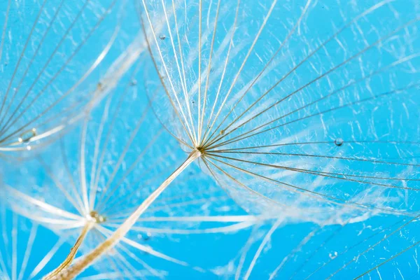 Macro foto di semi di dente di leone con gocce d'acqua — Foto Stock