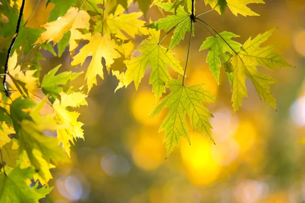 Herfstbladeren op zonnige dag — Stockfoto