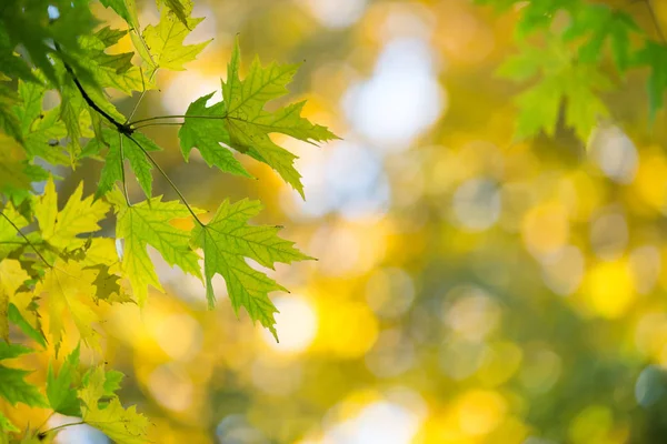 Foglie autunnali nella giornata di sole — Foto Stock