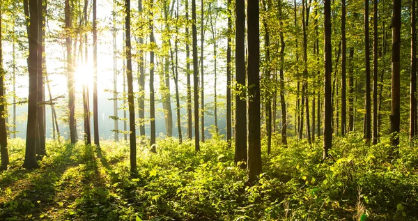 Alberi forestali — Foto Stock