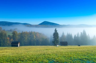 Karpat dağ güneşli manzara