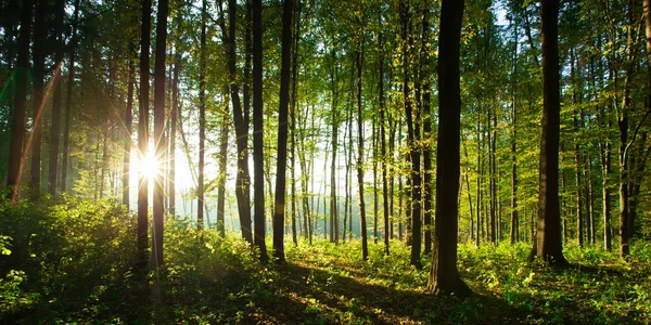 Árboles forestales — Foto de Stock