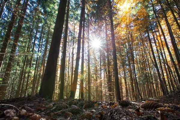 Лісові дерева. природа зелене дерево фони сонячного світла — стокове фото