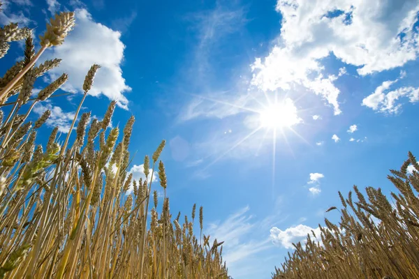 Gyllene vetefält och solig dag — Stockfoto