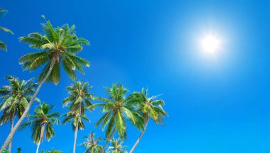 Gökyüzü palmiye ağaçlarının