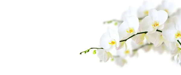 Bílá orchidej izolovaná na bílém — Stock fotografie