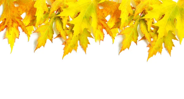 Folhas de bordo de outono isoladas em um branco — Fotografia de Stock