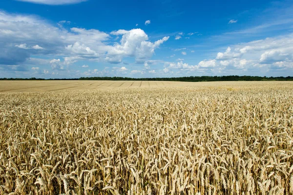 Golden wheat field and sunny day — Stock Photo, Image