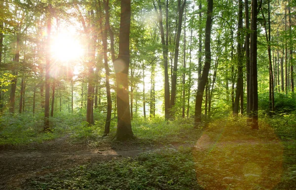 Árboles forestales. naturaleza madera verde luz del sol fondos — Foto de Stock