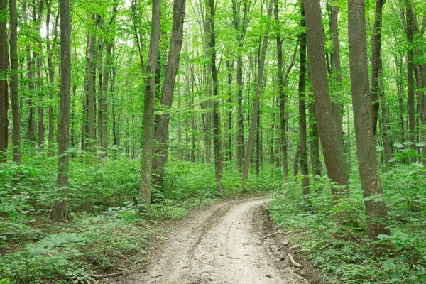 Leśne drzewa. natura zielone drewno sunlight tła — Zdjęcie stockowe