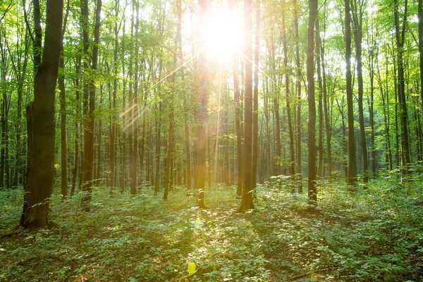 Skogsträd. natur grönt trä solljus bakgrunder — Stockfoto