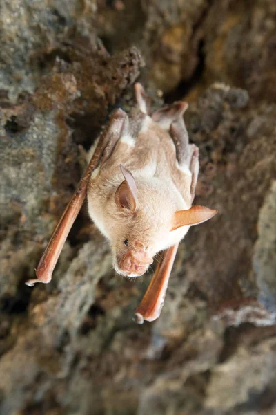 Murciélago vampiro están durmiendo en la cueva colgando en el techo peri —  Fotos de Stock