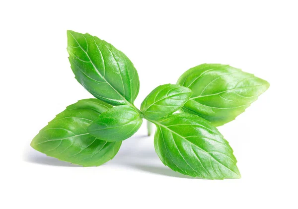 Green basil leaves isolated on white background — Stock Photo, Image