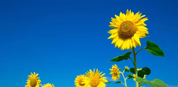 Sonnenblumenfeld mit wolkenlosem blauem Himmel — Stockfoto